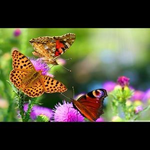 Meet your Posher, Kimberly